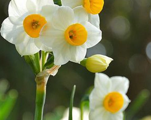 NARGIS