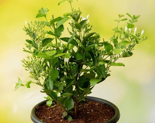 JASMINUM AURICULATUM (JUHI)