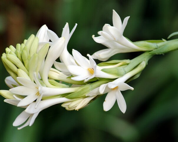 RAJNIGANDHA ATTAR