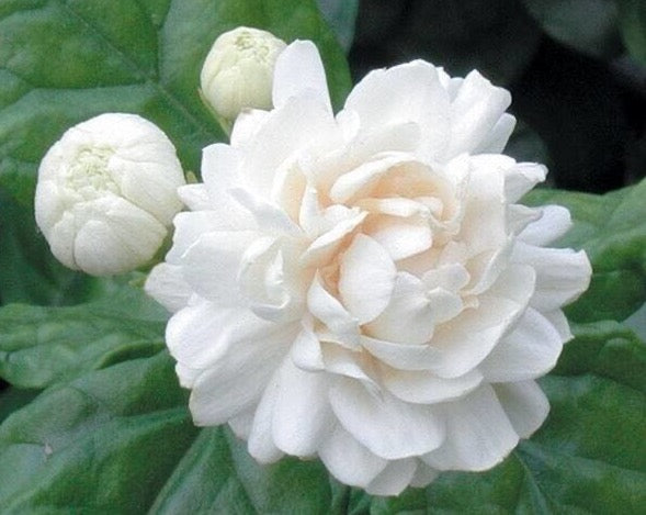 JASMINE OIL