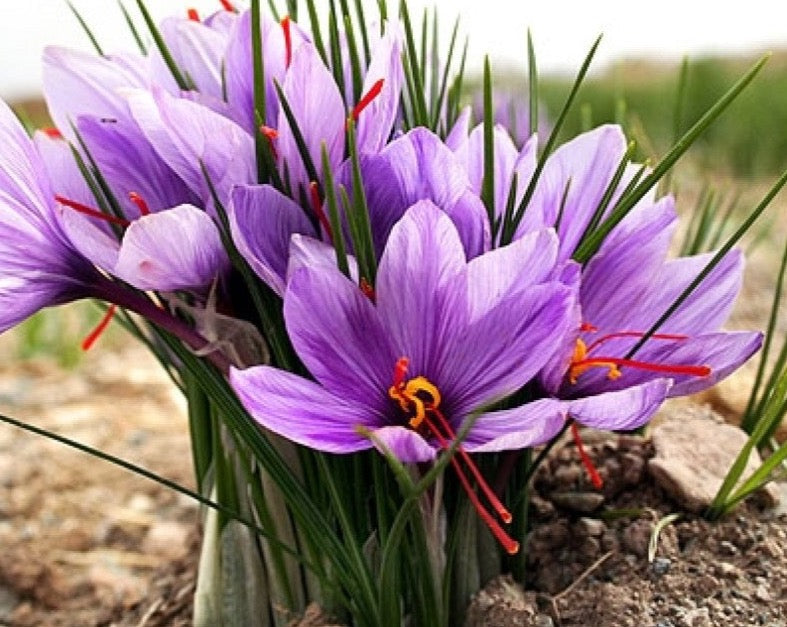 ATTAR KESAR (SAFFRON)