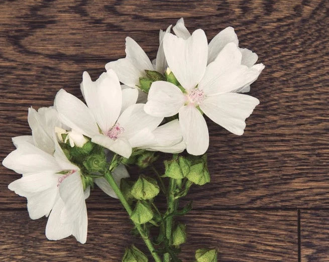 WHITE MUSK ATTAR
