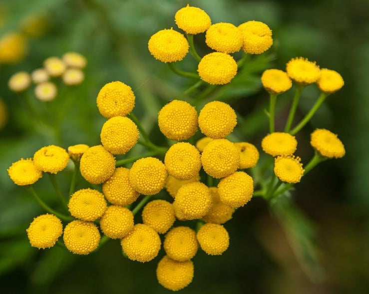 BLUE TANSY OIL