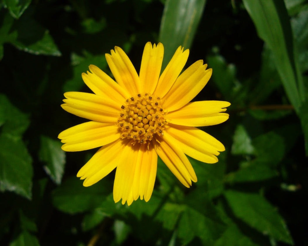 WILD CHRYSANTHEMUM FLOWER OIL