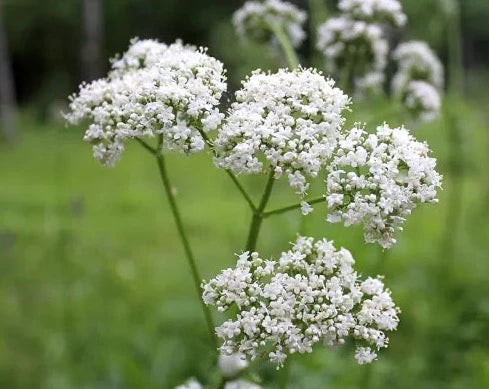 VALERIAN OIL