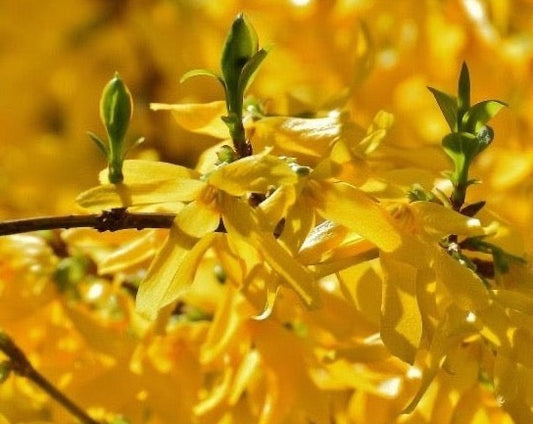 FORSYTHIA OIL