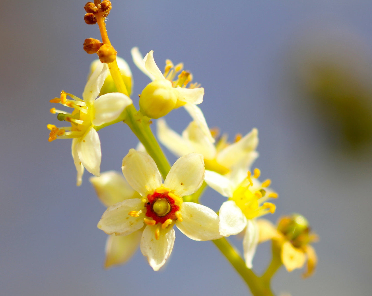 FRANKINCENSE OIL