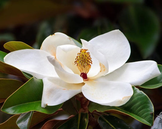 MAGNOLOL OIL