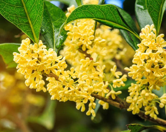 OSMANTHUS OIL