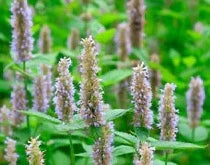 PATCHOULI OIL