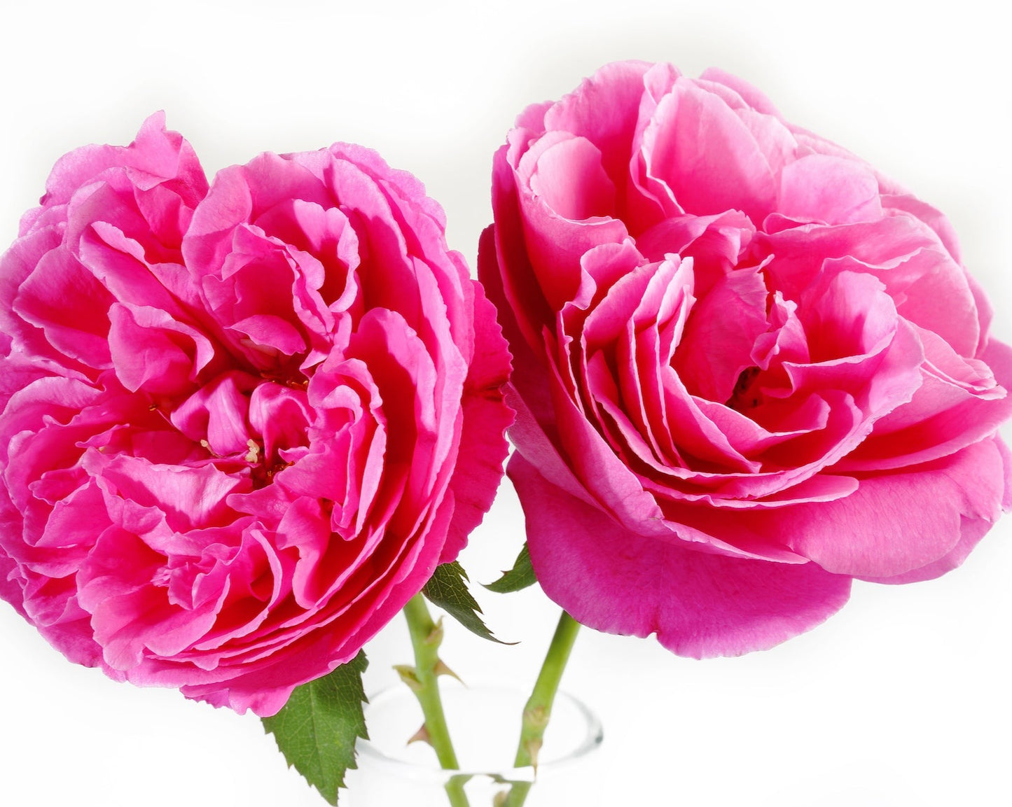 ROSE BULGARIA