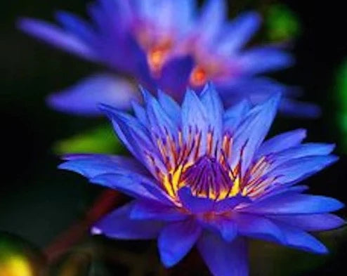 BLUE LOTUS OIL