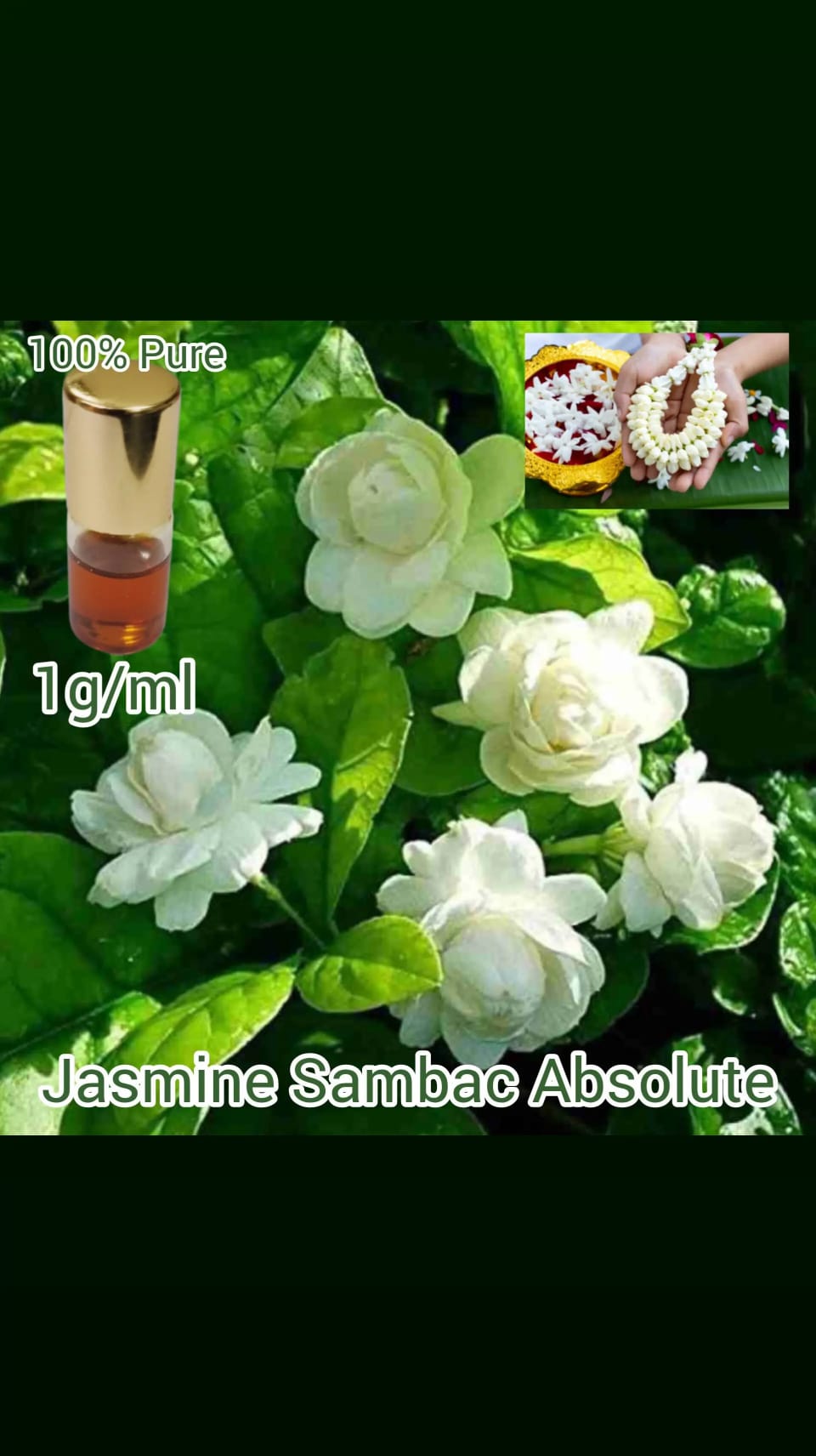 JASMINE SAMBAC ABSOLUTE