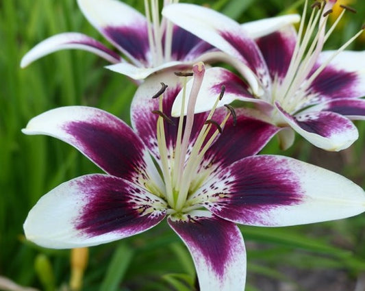 LILY OIL