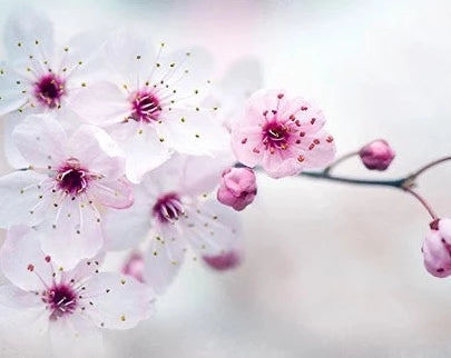 PLUM BLOSSOM OIL