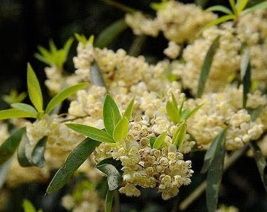 LITSEA CUBEBA OIL