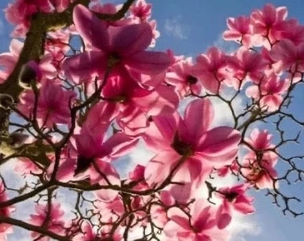 MAGNOLIA OIL