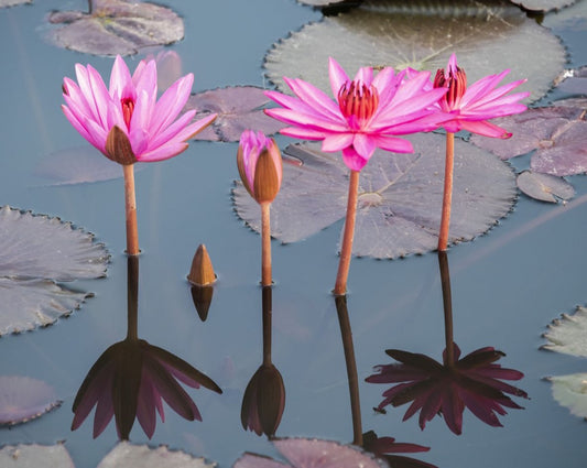 PINK LOTUS OIL
