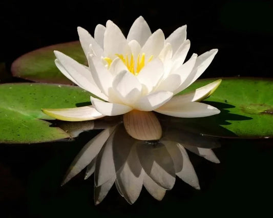 KAMAL (LOTUS) ATTAR