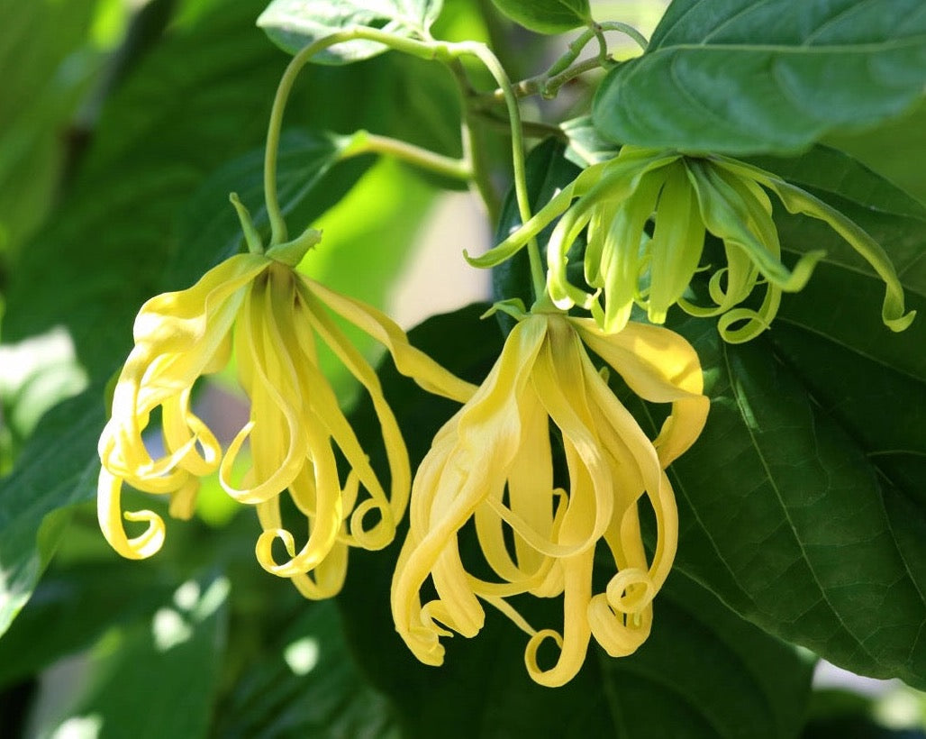 YLANG YLANG OIL